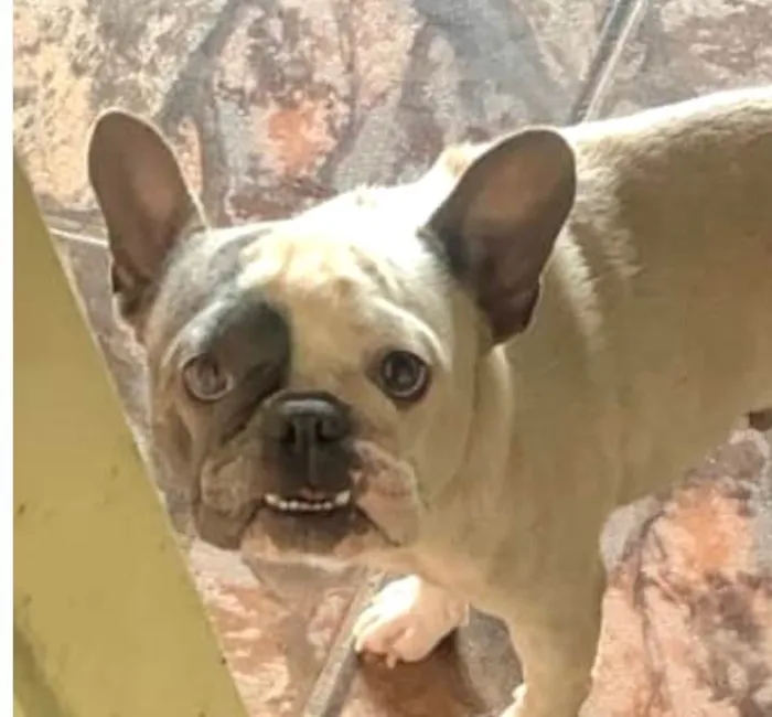 Cachorro ra a Bulldog idade 2 anos nome Cyborg 
