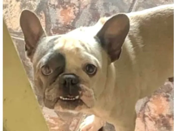 Cachorro ra a Bulldog idade 2 anos nome Cyborg 