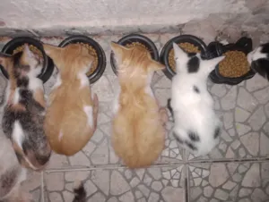Gato raça SRD-ViraLata idade 2 a 6 meses nome Filhotes 