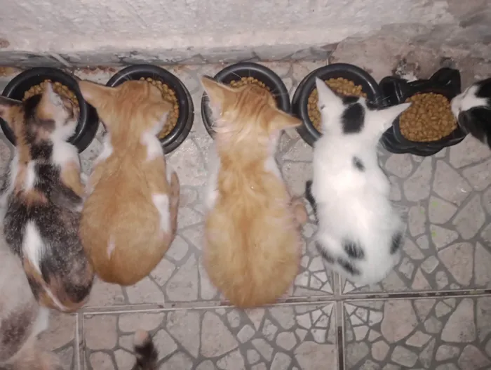 Gato ra a SRD-ViraLata idade 2 a 6 meses nome Filhotes