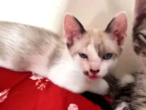 Gato raça SRD-ViraLata idade 2 a 6 meses nome Pipi