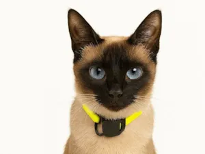 Gato raça SRD-ViraLata idade 2 anos nome Agnes