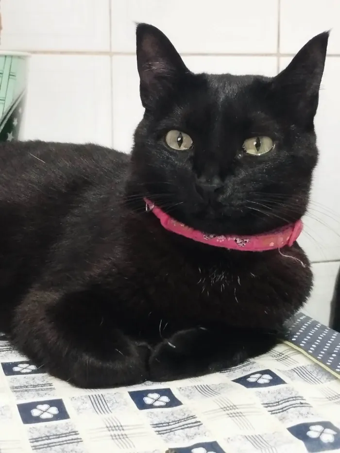 Gato ra a Exótico idade 5 anos nome Gamora e Bart 