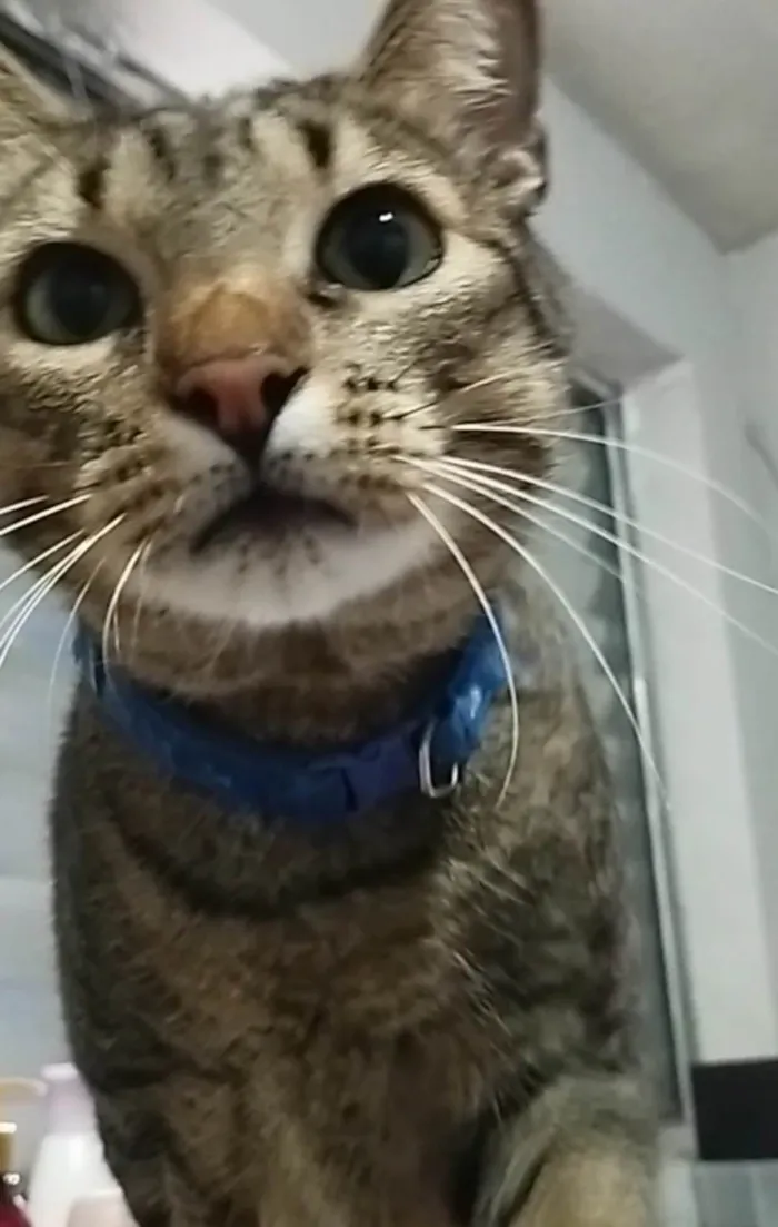Gato ra a Exótico idade 5 anos nome Gamora e Bart 
