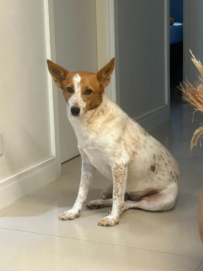 Cachorro ra a SRD-ViraLata idade 6 ou mais anos nome Polaca