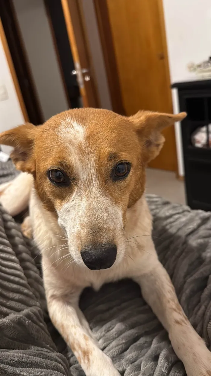 Cachorro ra a SRD-ViraLata idade 6 ou mais anos nome Polaca