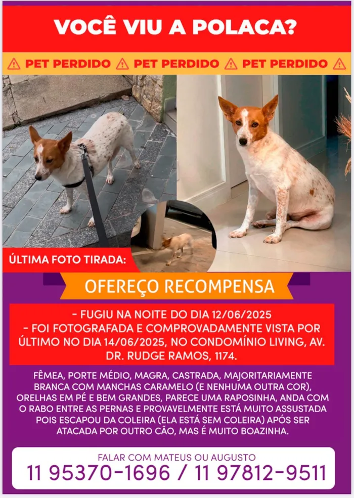 Cachorro ra a SRD-ViraLata idade 6 ou mais anos nome Polaca
