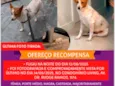 Polaca