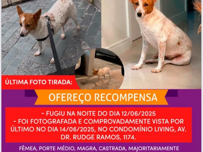 Cachorro ra a SRD-ViraLata idade 6 ou mais anos nome Polaca