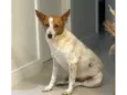 Polaca