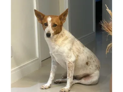 Cachorro raça SRD-ViraLata idade 6 ou mais anos nome Polaca