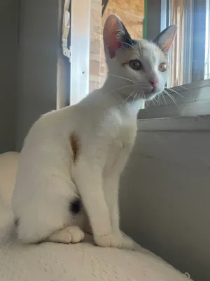 Gato raça SRD-ViraLata idade 2 a 6 meses nome Mel