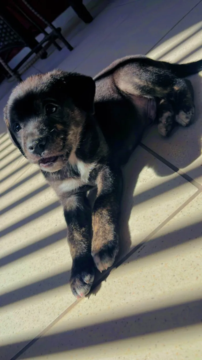 Cachorro ra a SRD-ViraLata idade 2 a 6 meses nome Bento 