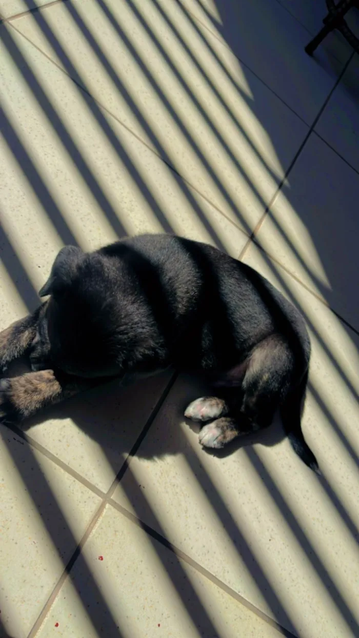 Cachorro ra a SRD-ViraLata idade 2 a 6 meses nome Bento 