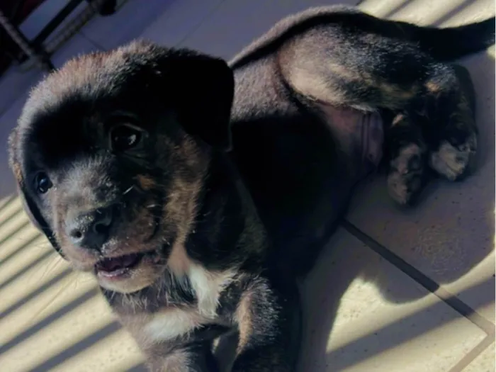 Cachorro ra a SRD-ViraLata idade 2 a 6 meses nome Bento 