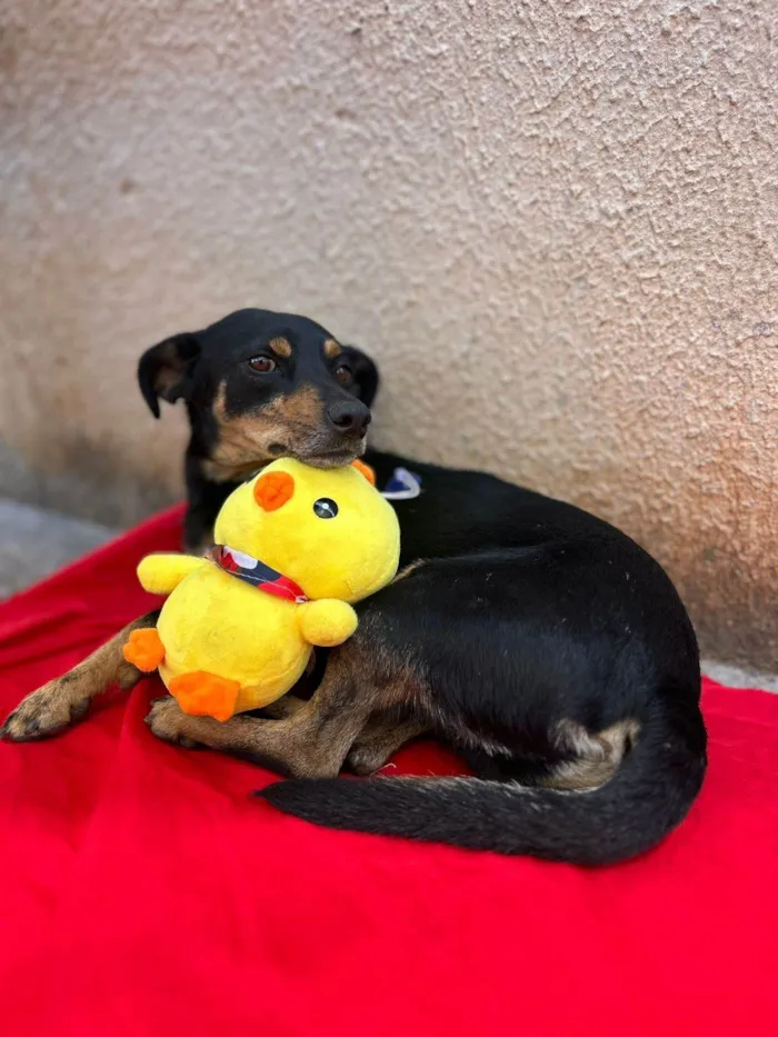 Cachorro ra a SRD-ViraLata idade 1 ano nome Coca-cola 