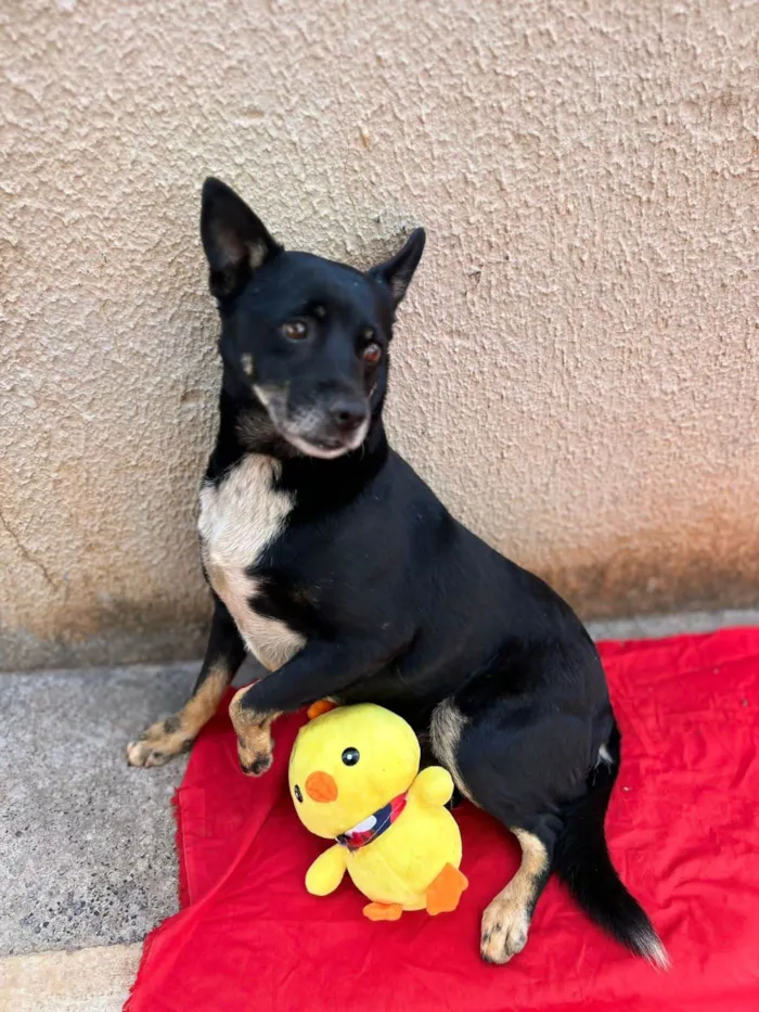 Cachorro ra a SRD-ViraLata idade 2 anos nome Lobinho 