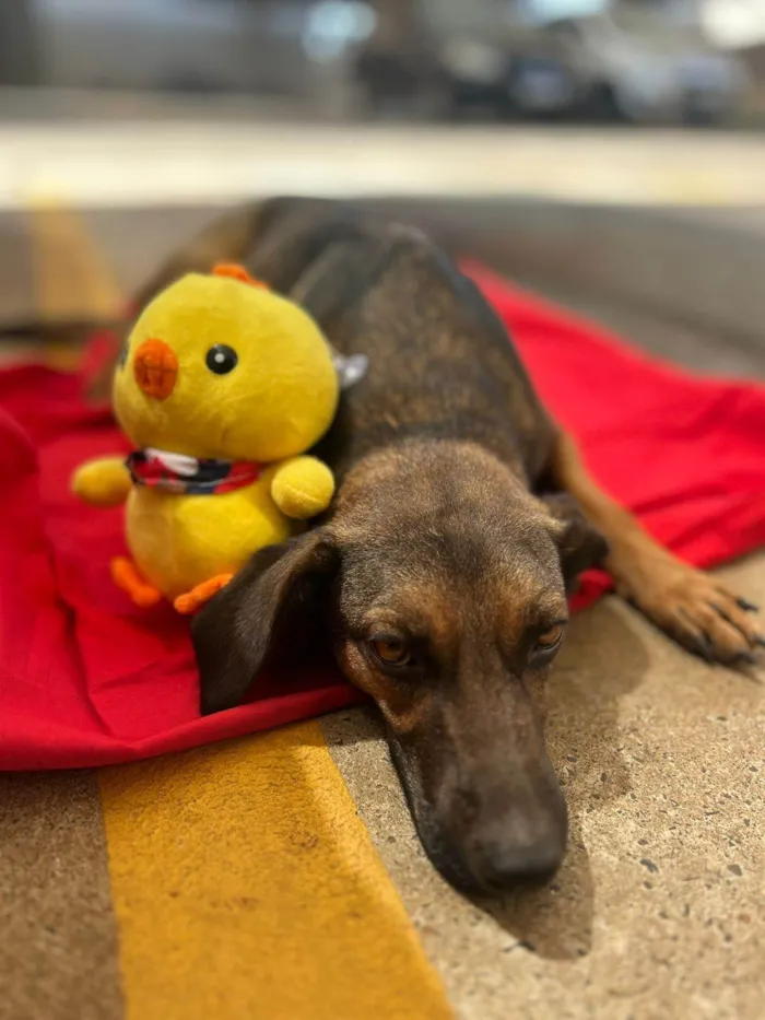 Cachorro ra a SRD-ViraLata idade 2 anos nome Morena iluminada 