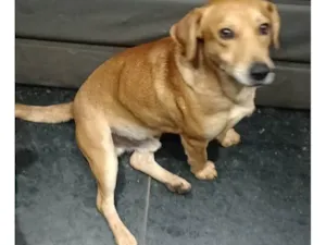 Cachorro raça SRD-ViraLata idade 6 ou mais anos nome Melo 