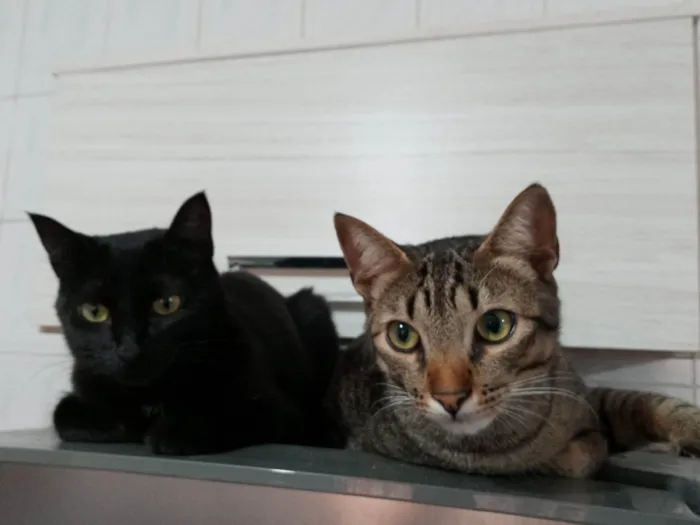 Gato ra a Exótico idade 5 anos nome Gamora e Bart 