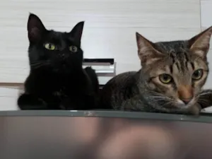 Gato raça Exótico idade 5 anos nome Gamora e Bart 