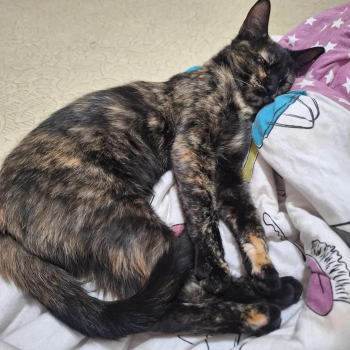 Gato ra a SRD-ViraLata idade 7 a 11 meses nome Janis Joplin