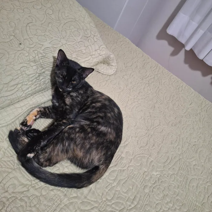 Gato ra a SRD-ViraLata idade 7 a 11 meses nome Rita Lee