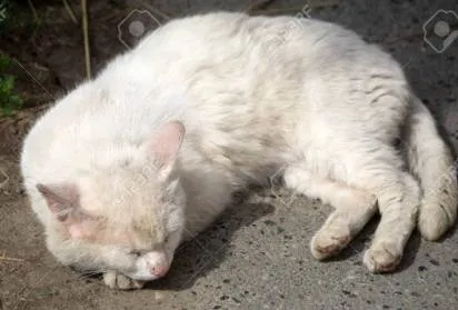 Gato ra a SRD-ViraLata idade 4 anos nome branquinho
