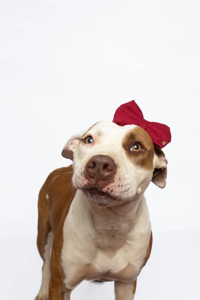 Cachorro ra a Pit-Bull idade 2 anos nome Morgana