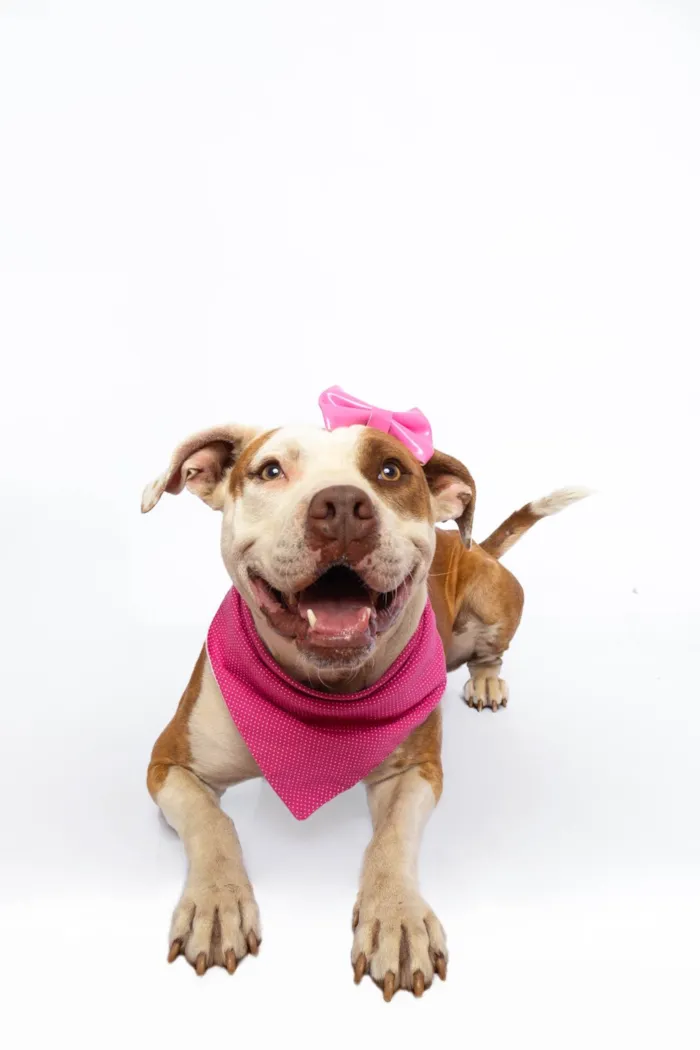 Cachorro ra a Pit-Bull idade 2 anos nome Morgana