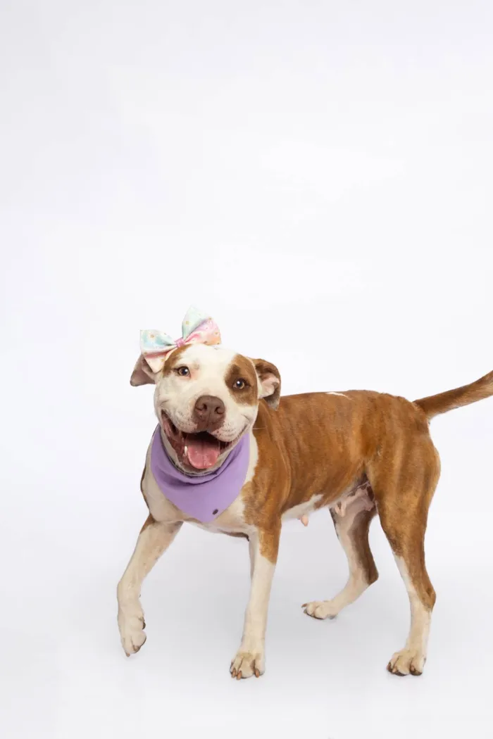 Cachorro ra a Pit-Bull idade 2 anos nome Morgana