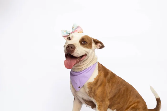 Cachorro ra a Pit-Bull idade 2 anos nome Morgana