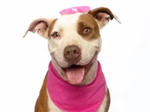 Cachorro raça Pit-Bull idade 2 anos nome Morgana