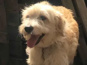 Cachorro raça SRD-ViraLata idade 1 ano nome Bob