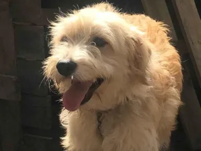 Cachorro raça SRD-ViraLata idade 1 ano nome Bob