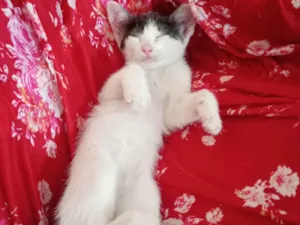 Gato raça SRD-ViraLata idade 2 a 6 meses nome Nina
