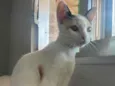 Mel