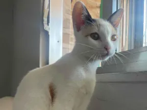 Gato raça SRD-ViraLata idade 2 a 6 meses nome Mel