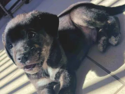 Cachorro raça SRD-ViraLata idade 2 a 6 meses nome Bento 