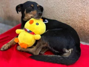 Cachorro raça SRD-ViraLata idade 1 ano nome Coca-cola 