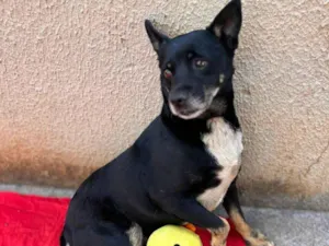 Cachorro raça SRD-ViraLata idade 2 anos nome Lobinho 