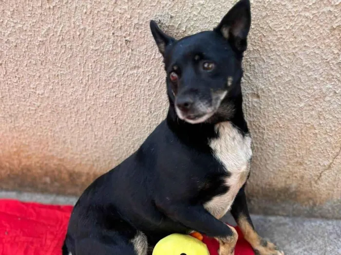 Cachorro ra a SRD-ViraLata idade 2 anos nome Lobinho 