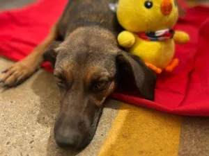 Cachorro raça SRD-ViraLata idade 2 anos nome Morena iluminada 