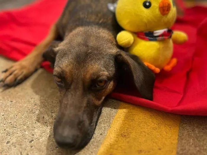 Cachorro ra a SRD-ViraLata idade 2 anos nome Morena iluminada 