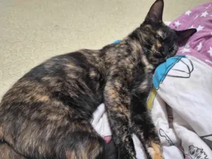 Gato raça SRD-ViraLata idade 7 a 11 meses nome Janis Joplin