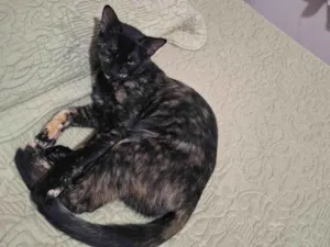 Gato raça SRD-ViraLata idade 7 a 11 meses nome Rita Lee