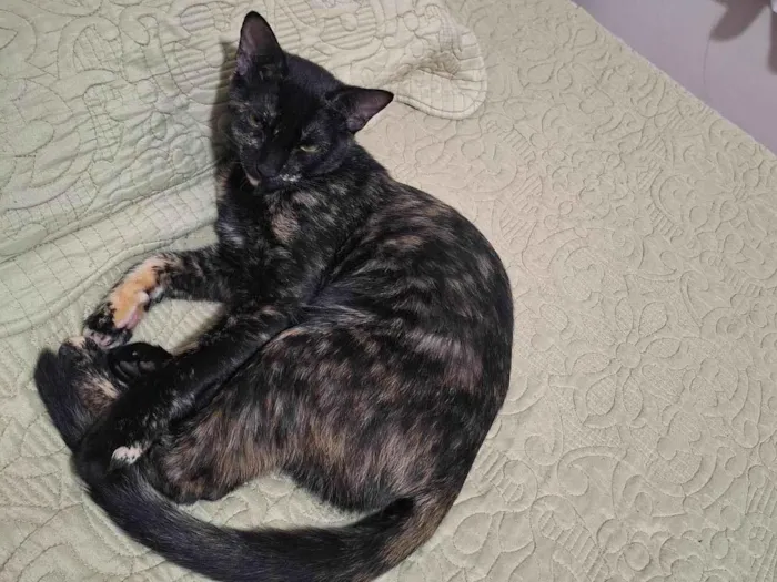 Gato ra a SRD-ViraLata idade 7 a 11 meses nome Rita Lee