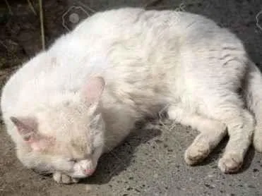 Gato raça SRD-ViraLata idade 4 anos nome branquinho