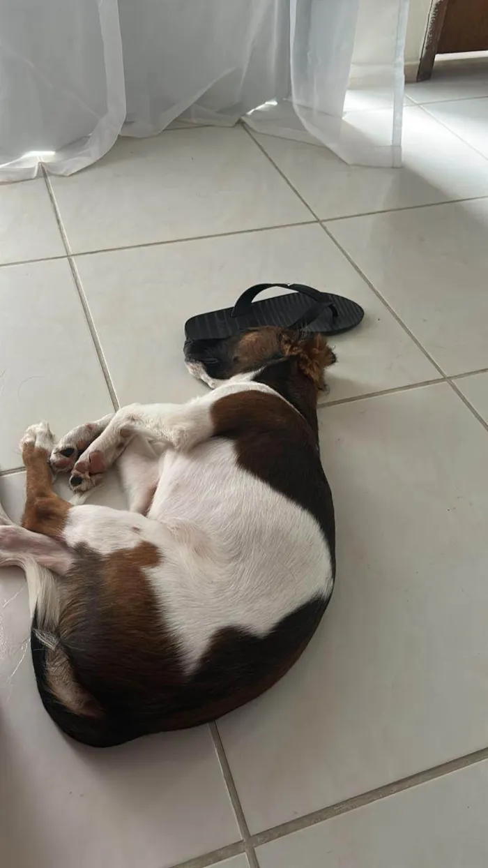 Cachorro ra a SRD-ViraLata idade 2 a 6 meses nome Aurora 