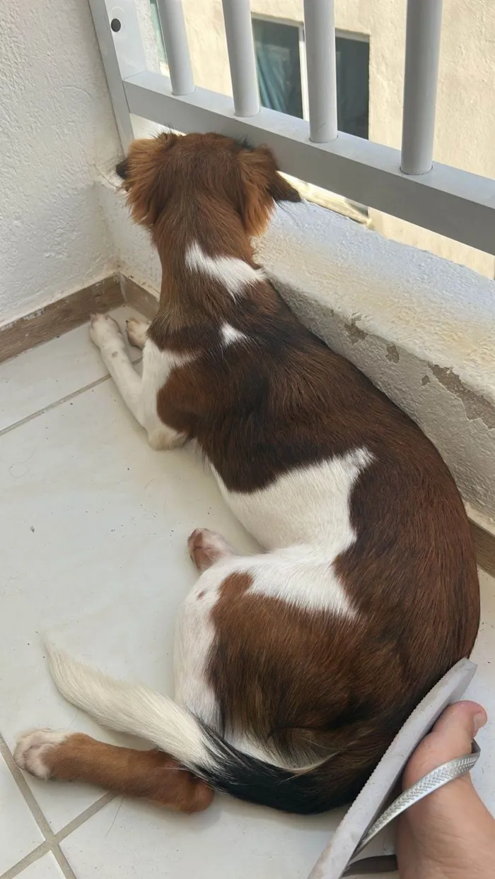 Cachorro ra a SRD-ViraLata idade 2 a 6 meses nome Aurora 